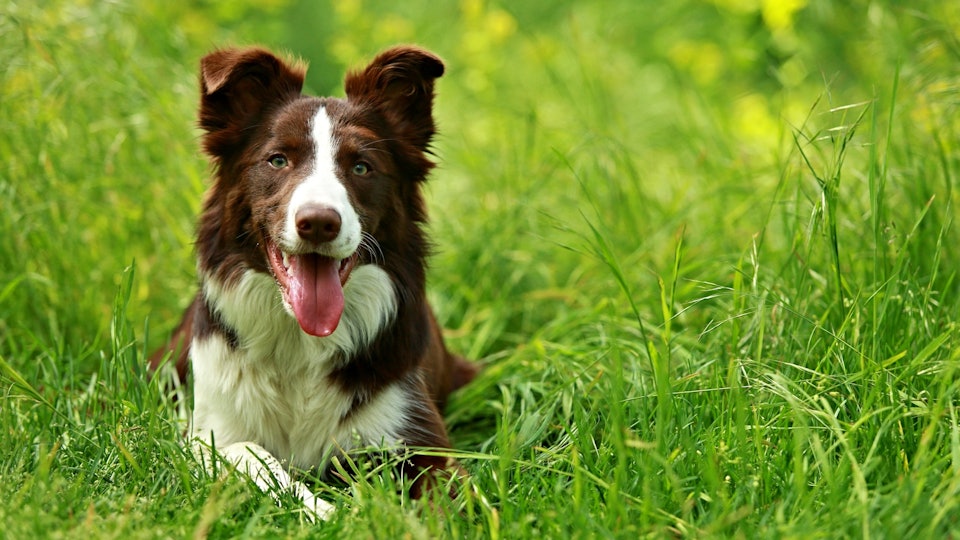 How To Treat Mosquito Bites In Dogs Because Fido Can Get Them Too