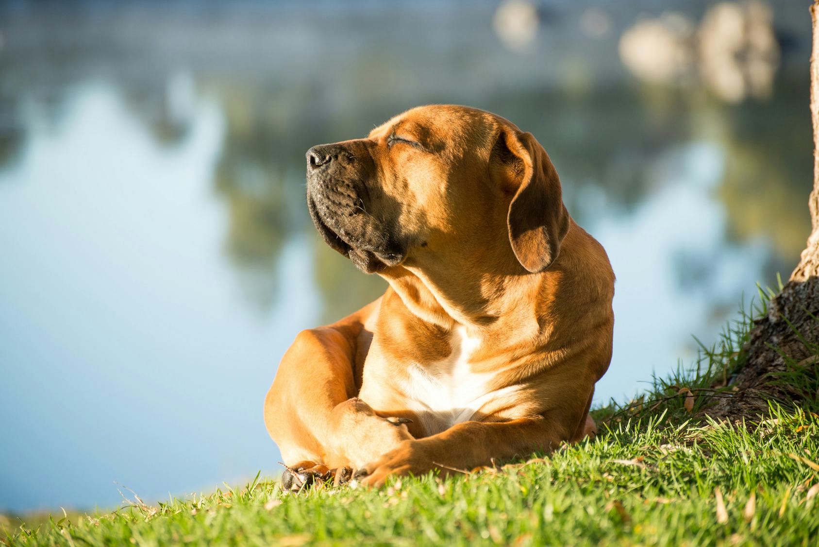 Is Sunscreen Safe For Dogs? Your Pup Needs Protection From UV Rays, Too