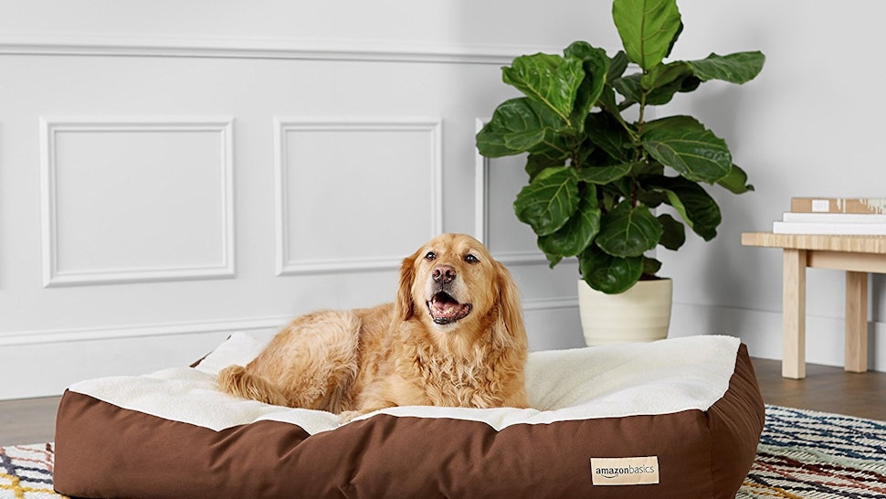 The 7 Best Dog Beds For Large Dogs