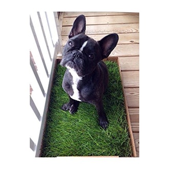 Fresh Patch Disposable Dog Potty with REAL Grass 