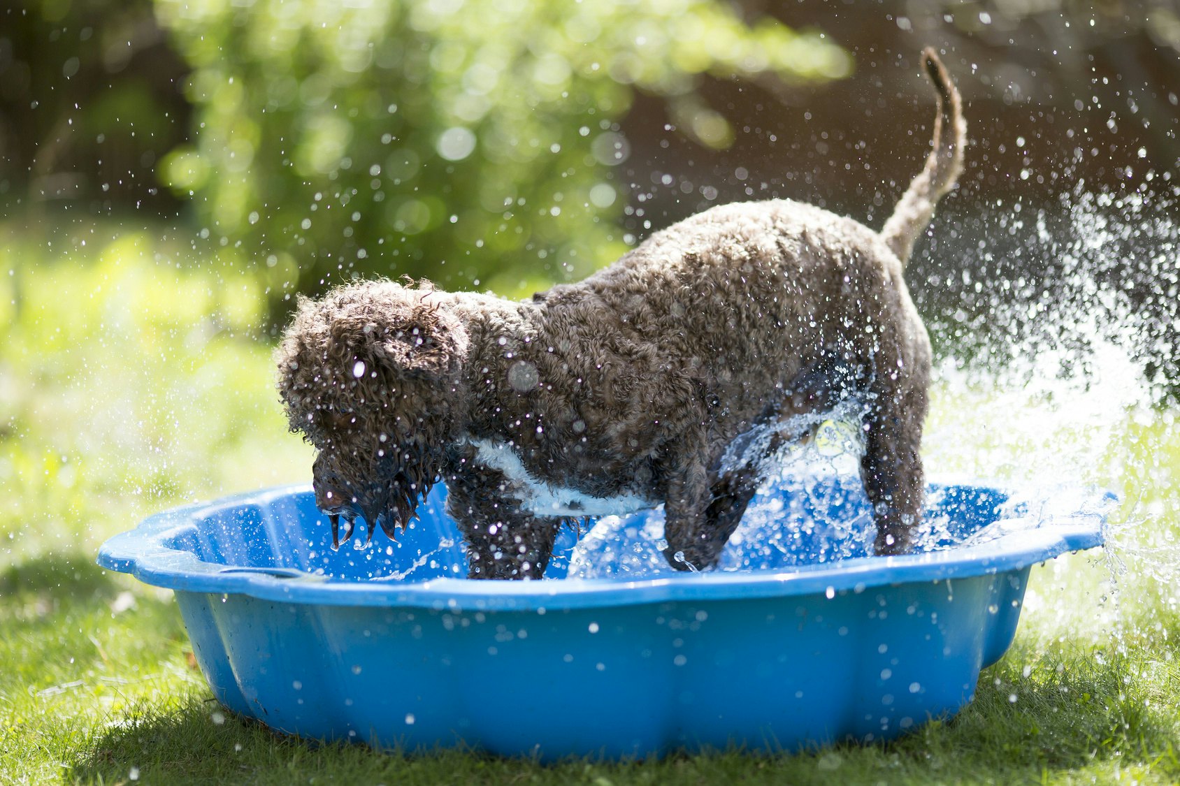 7 Best Kiddie Pools For Dogs To Keep 