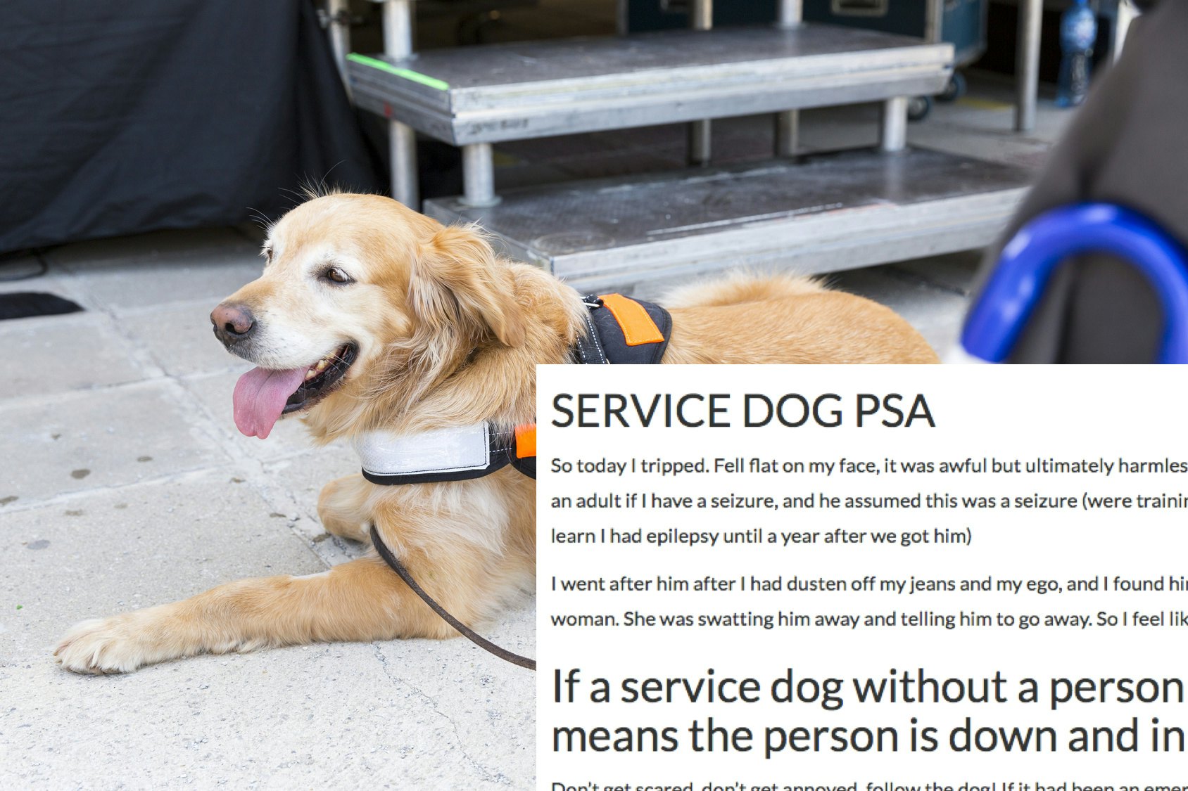 Service Dog If It Approaches You 