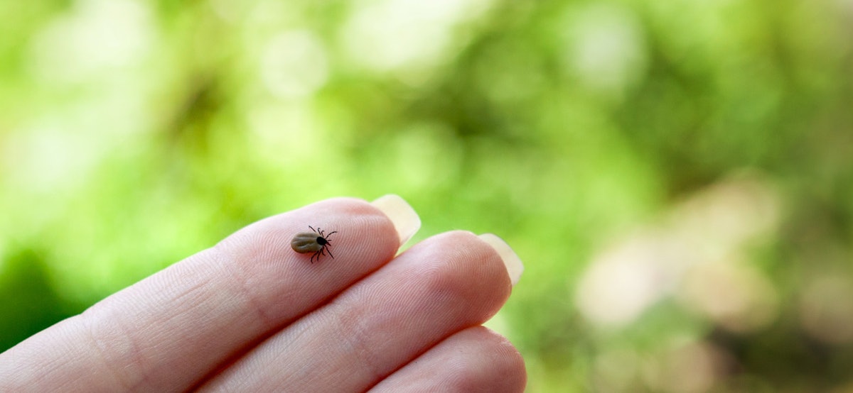 What To Do If A Tick's Head Gets Stuck When You're Trying ...