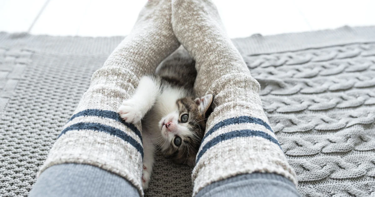 Do Cats Help With Mental Illness Do Cats Help With Mental Illness