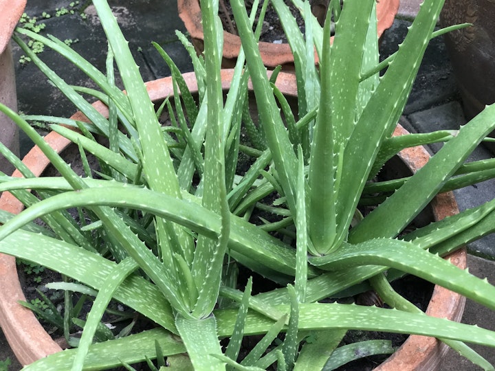 How To Use An Aloe Vera Plant To Treat A Sunburn Quickly Naturally