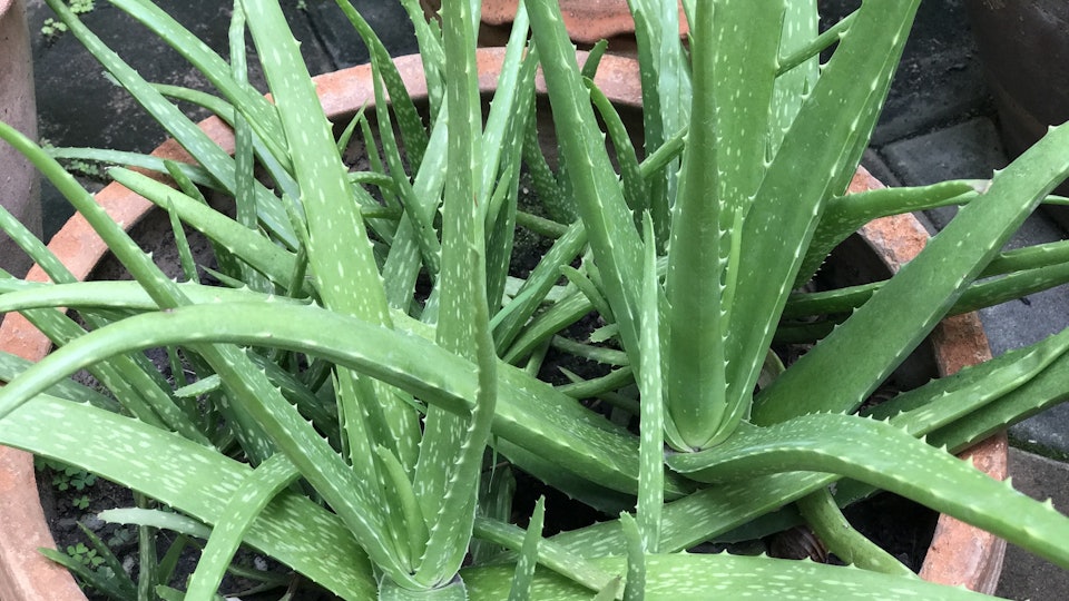 How To Use An Aloe Vera Plant To Treat A Sunburn Quickly How To Use An Aloe Vera Plant To Treat A Sunburn Quickly