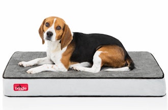 Brindle 4 Inch Solid Memory Foam Orthopedic Dog Bed
