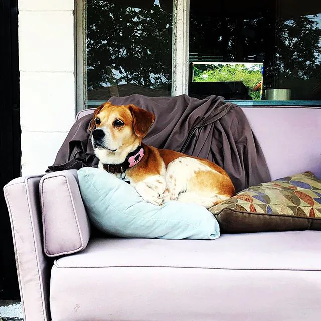 9 Dog Breeds That Are Completely Misunderstood & How They Really Are