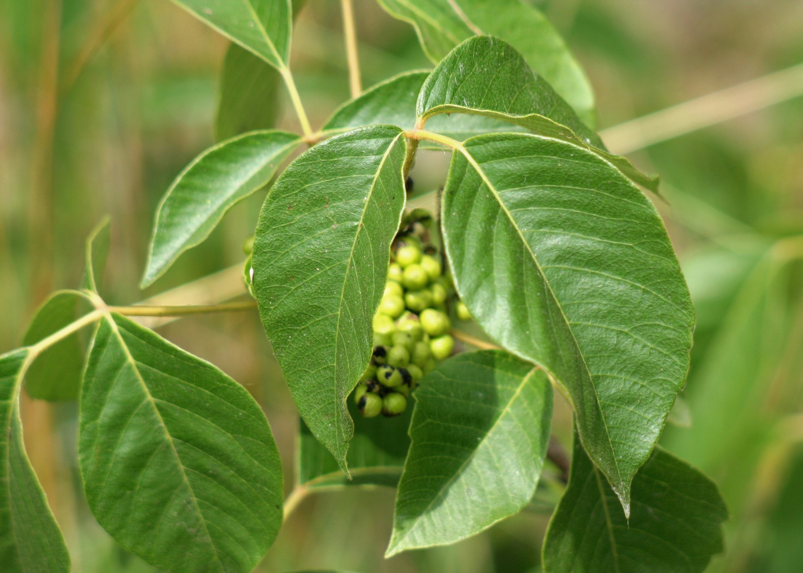 What Does Poison Ivy Look Like Here S How To Determine If A Plant Or A   0562d738 1c99 43fb 8254 26a455e36083 Fotolia 4159241 Subscription Monthly M 