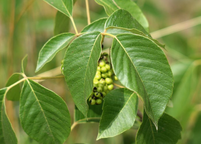 Poison Ivy leaves