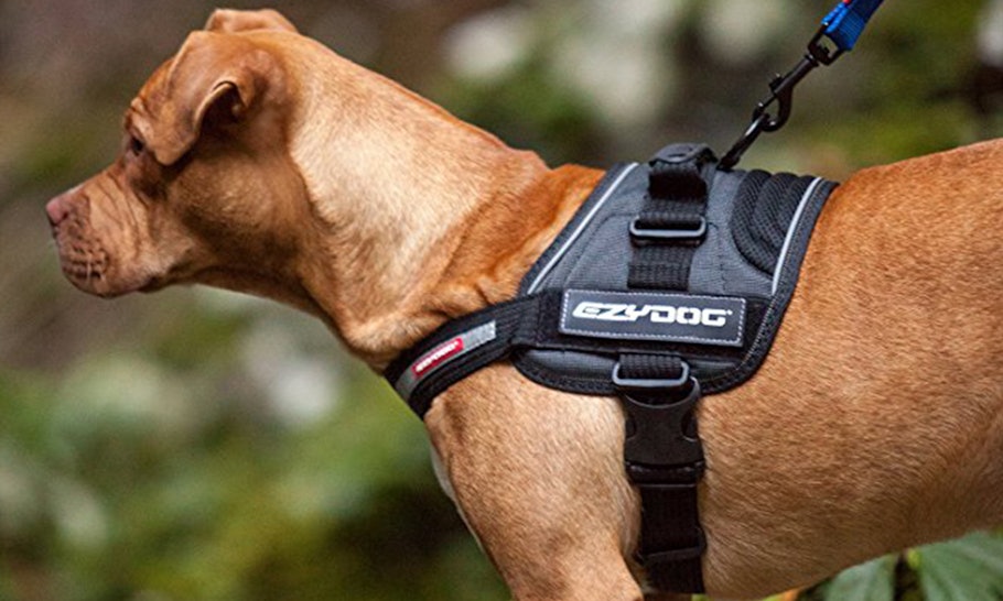 The 5 Most Comfortable Dog Harnesses