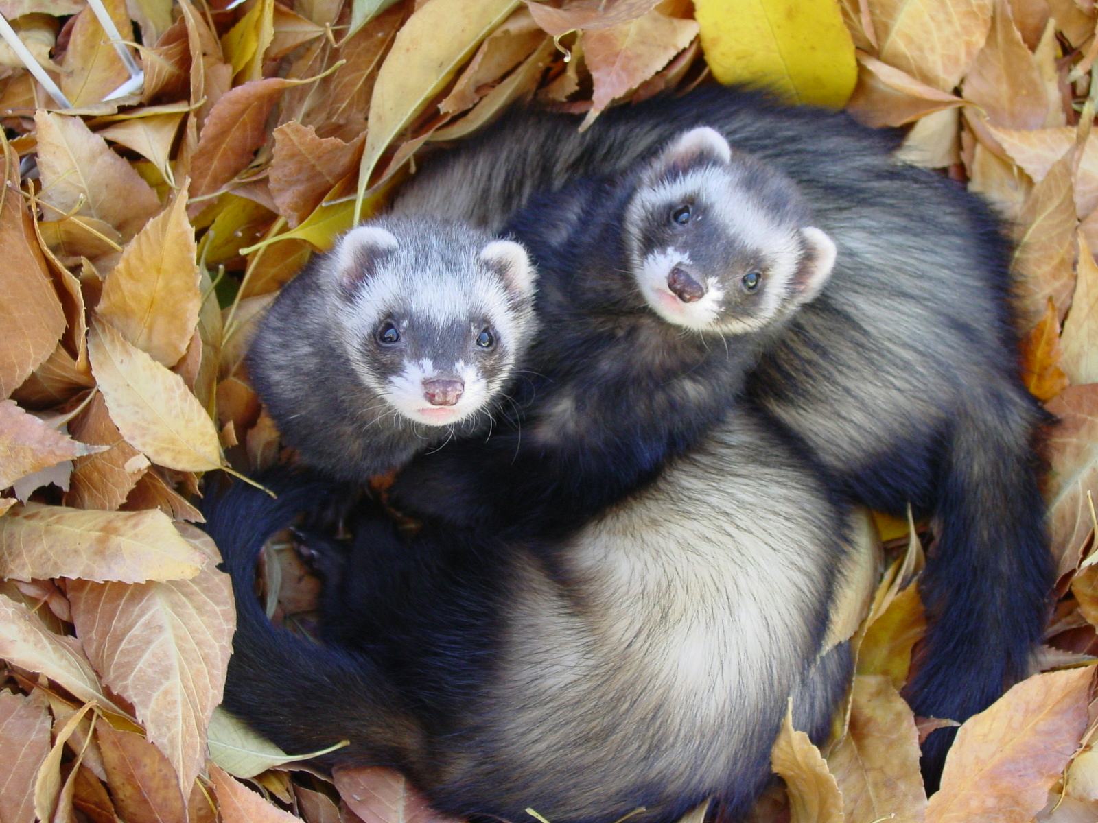 These Ferret Babies Following Their Mom Just Scurried Their Way Into Your Heart Video Cutest baby ferrets compilation ever. these ferret babies following their mom