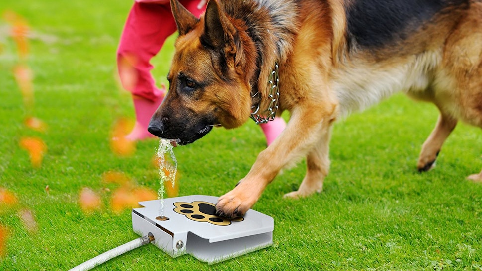 The 5 Best Outdoor Dog Toys