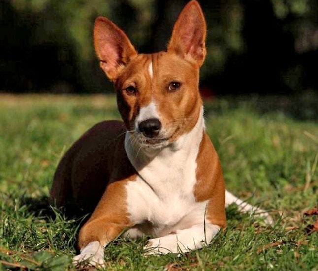 13 Friendly Dog Breeds That Don’t Shed