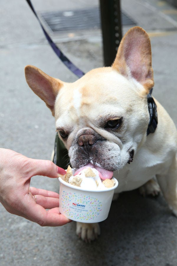 PetSmart Is Giving Away Free Ice Cream For Dogs This Weekend Here s How You And Your Pup Can Get One