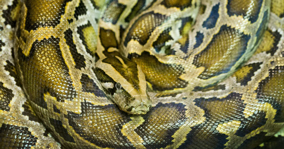 Big Long Python This Mind-Bogglingly Huge Python Is Longer Than Most New York Apartments