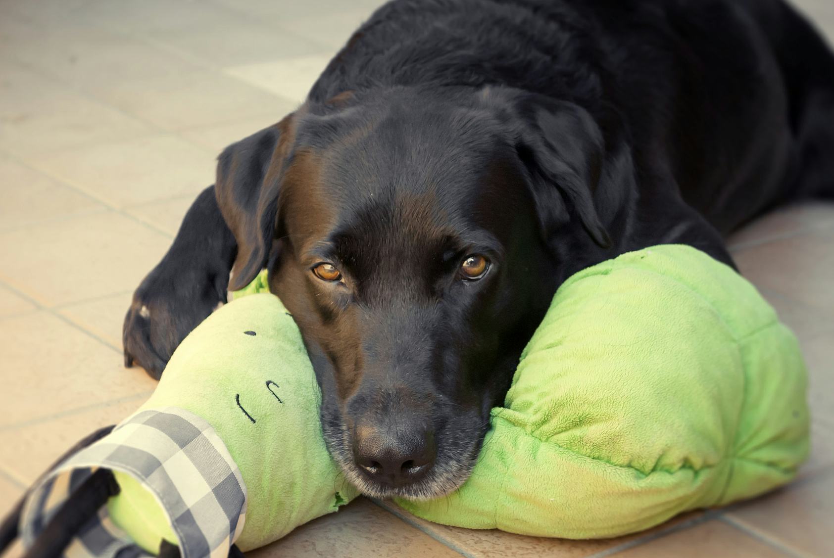 5 Ways Dogs Show Affection That Are Sweeter Than Honey