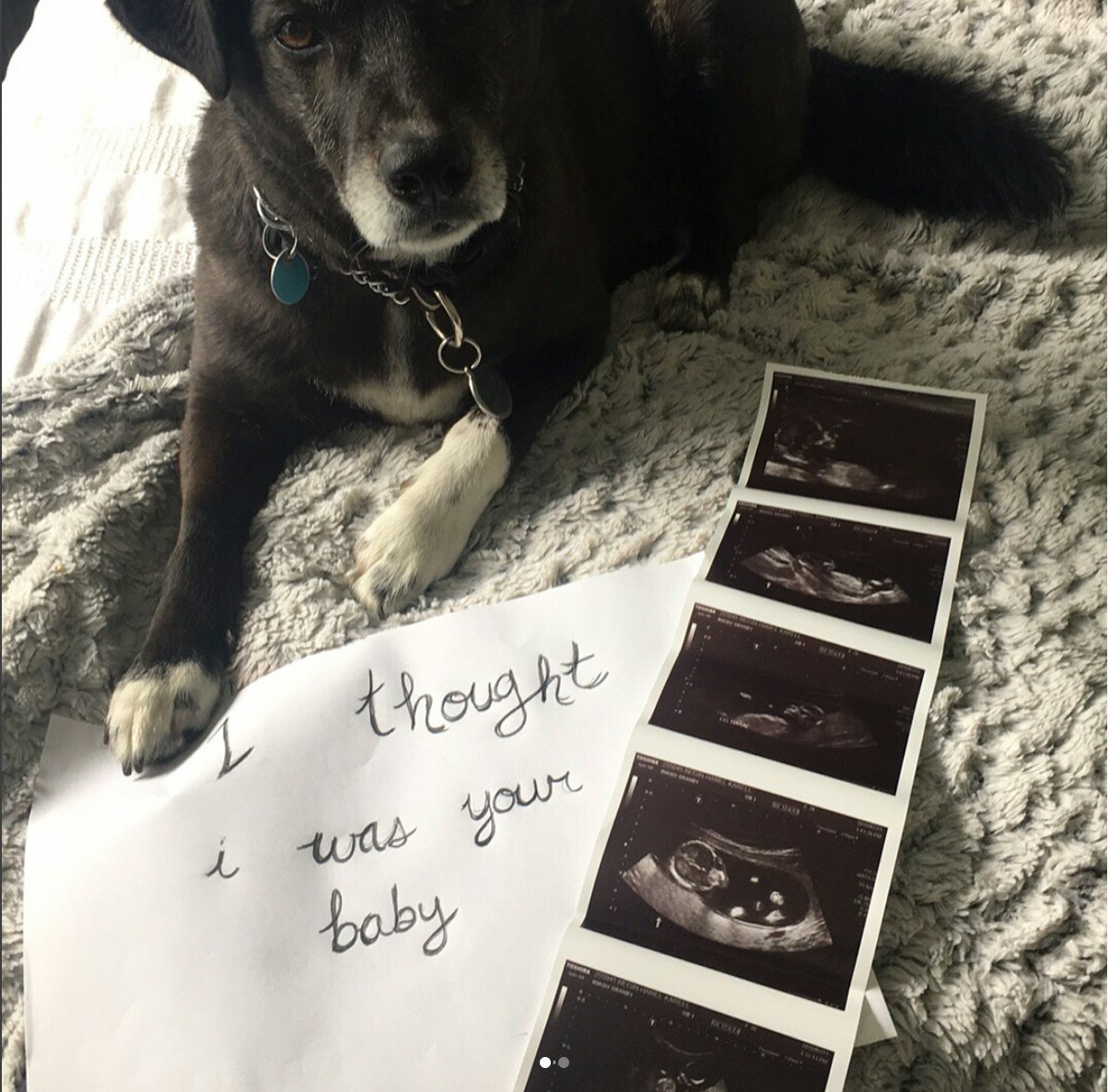 dog birth announcement