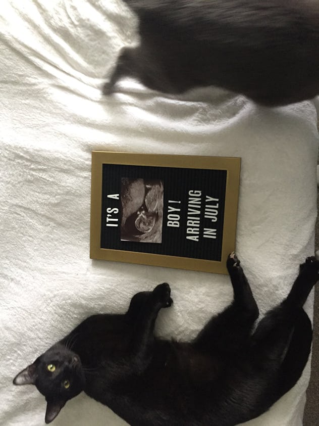 8 Cat Themed Pregnancy Announcement Ideas That Are Cute & Hilarious