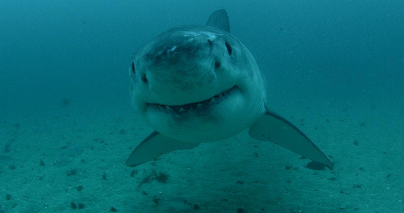 The Shark Week 2018 Schedule Includes Guy Fieri Ronda Rousey So You Don T Want To Miss It