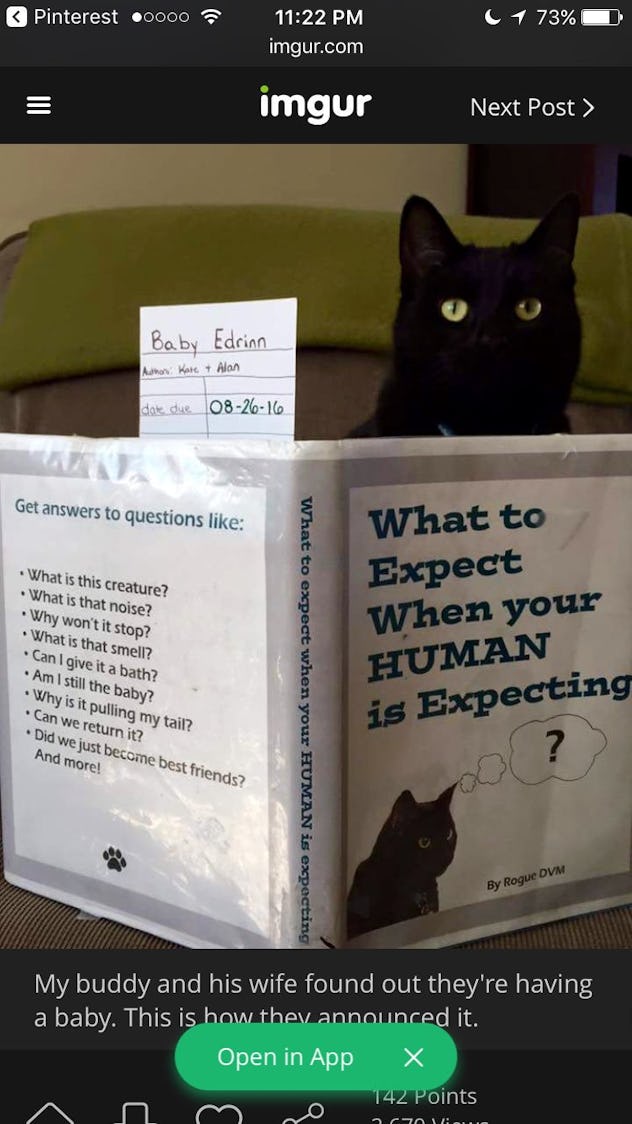 8 Cat Themed Pregnancy Announcement Ideas That Are Cute & Hilarious