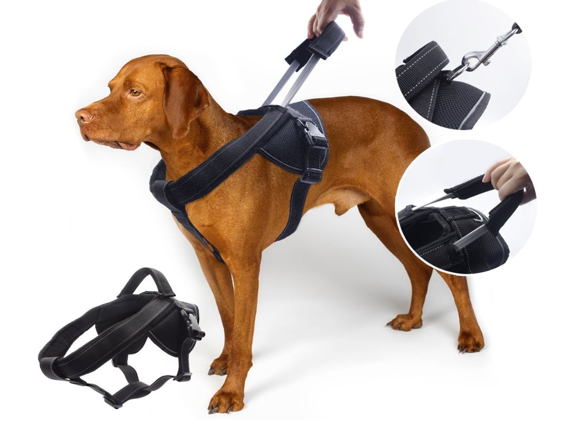 The 6 Best Dog Harnesses For Running