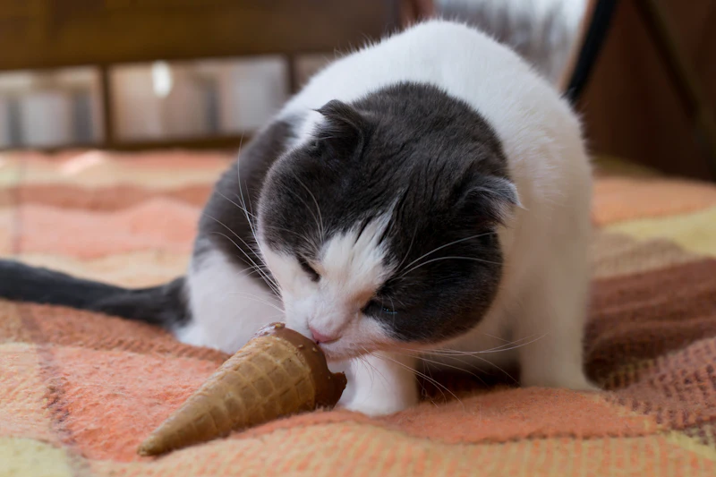 Ice Cream For Cats Is Actually A Hydrating Treat You Can Easily Diy For Your Furry Friend