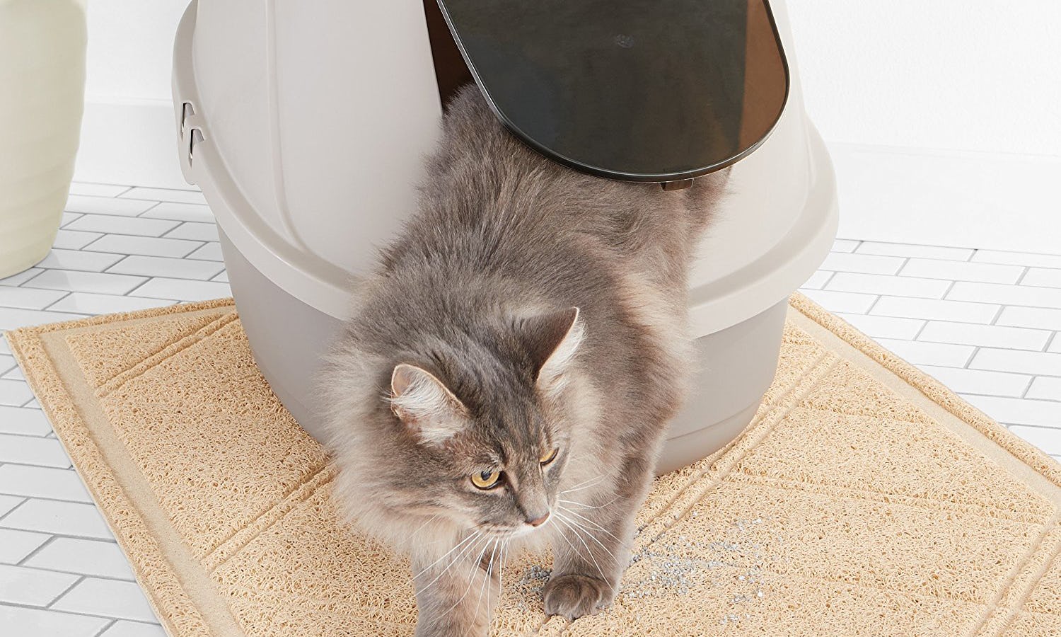 The 4 Best Kitty Litter Boxes