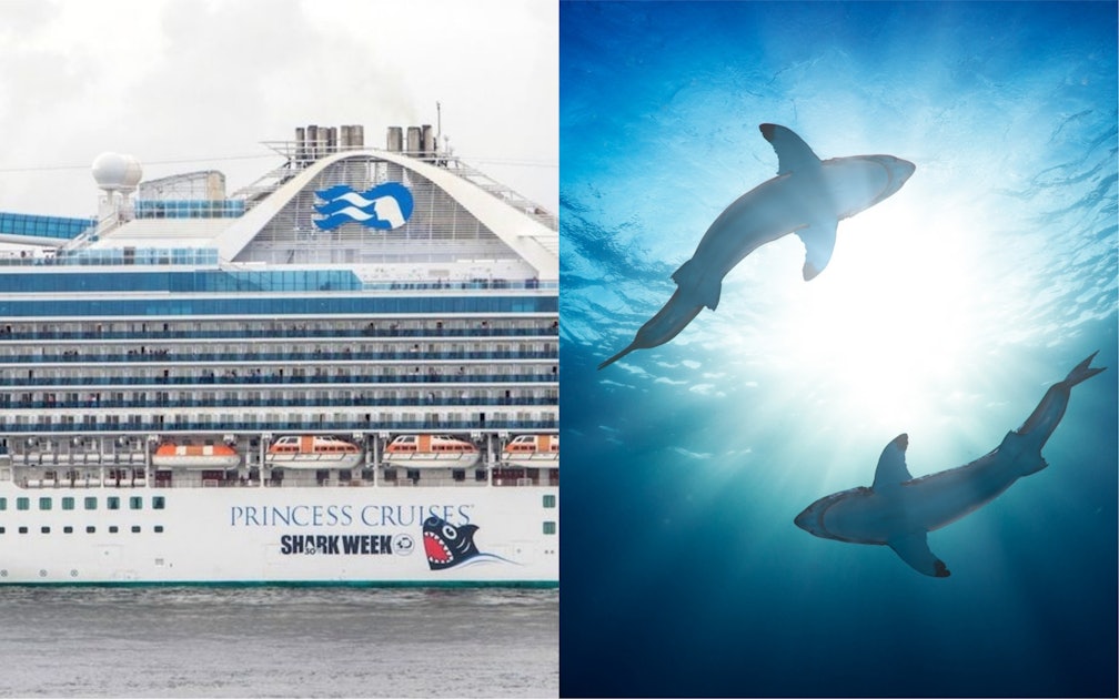 cruise ship compared to shark