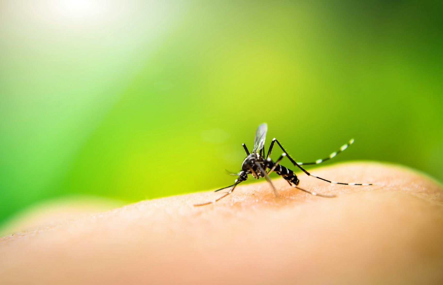 9 Ways To Keep Mosquitos Out Of Your Apartment