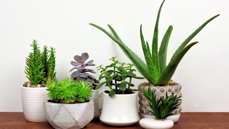 12 HardToKill Plants That�ll You For (Almost 12 HardToKill Plants That�ll You For (Almost