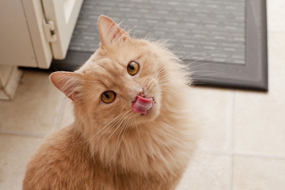 6 Signs Your Cat  Is Dehydrated  Needs Some Fluids ASAP