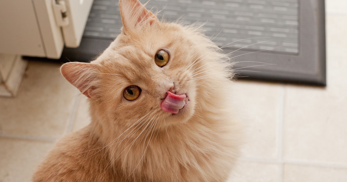 6 Signs Your Cat Is Dehydrated Needs Some Fluids ASAP 6 Signs Your Cat Is Dehydrated Needs Some Fluids ASAP