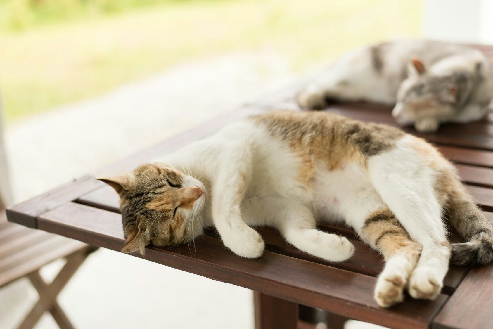 15 Common Things In Your Home You Never Knew Could Harm Your Cat