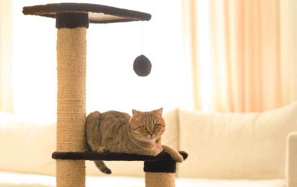 4 Best Sturdy Cat Trees