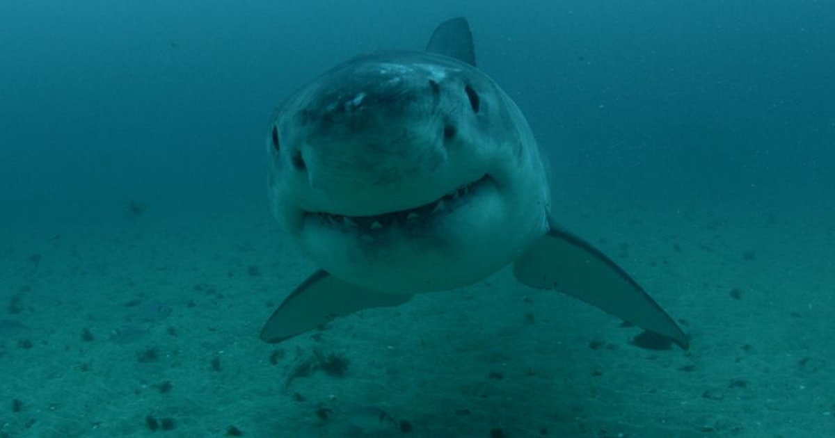 Could The Megalodon Really Exist? Many Have Theorized About This