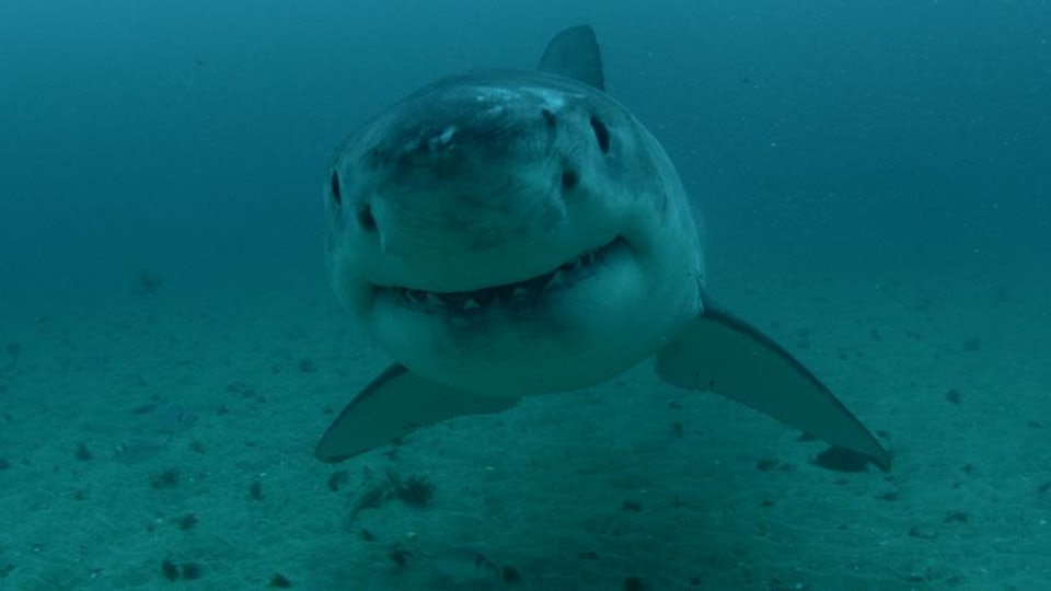 Could The Megalodon Really Exist? Many Have Theorized About This