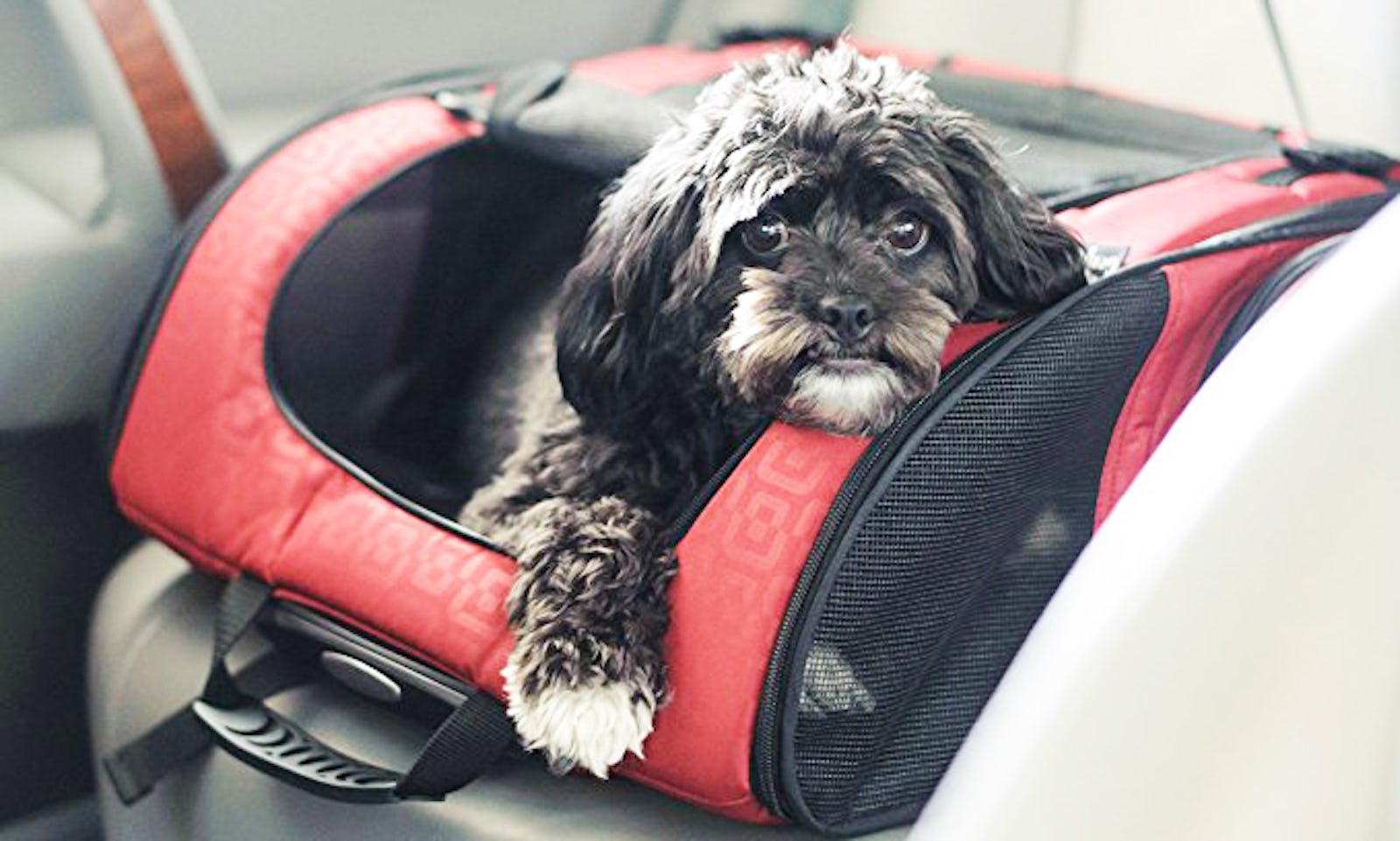 Avianca airline pet carrier Clearance