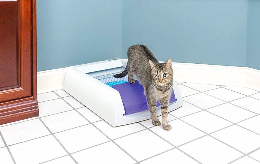 The 4 Best Automatic Cat Litter Boxes