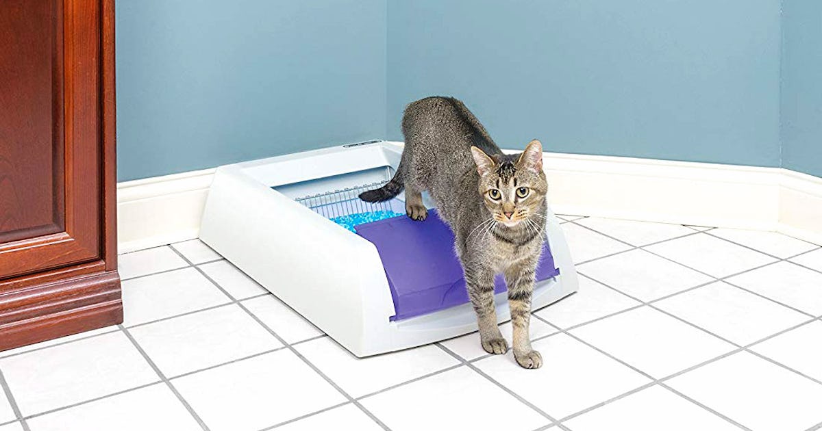 The 8 Best Automatic Cat Litter Boxes Of 2022 The 8 Best Automatic Cat Litter Boxes Of 2022