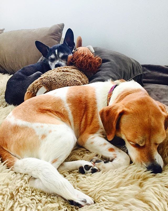 9 Ways Your Dog Can Help You Sleep Better