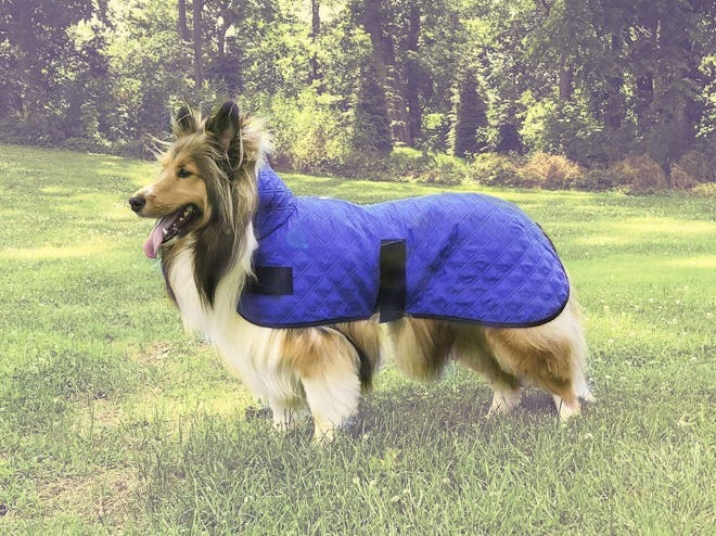 Derby Originals Hyrdo Cooling Dog Vest