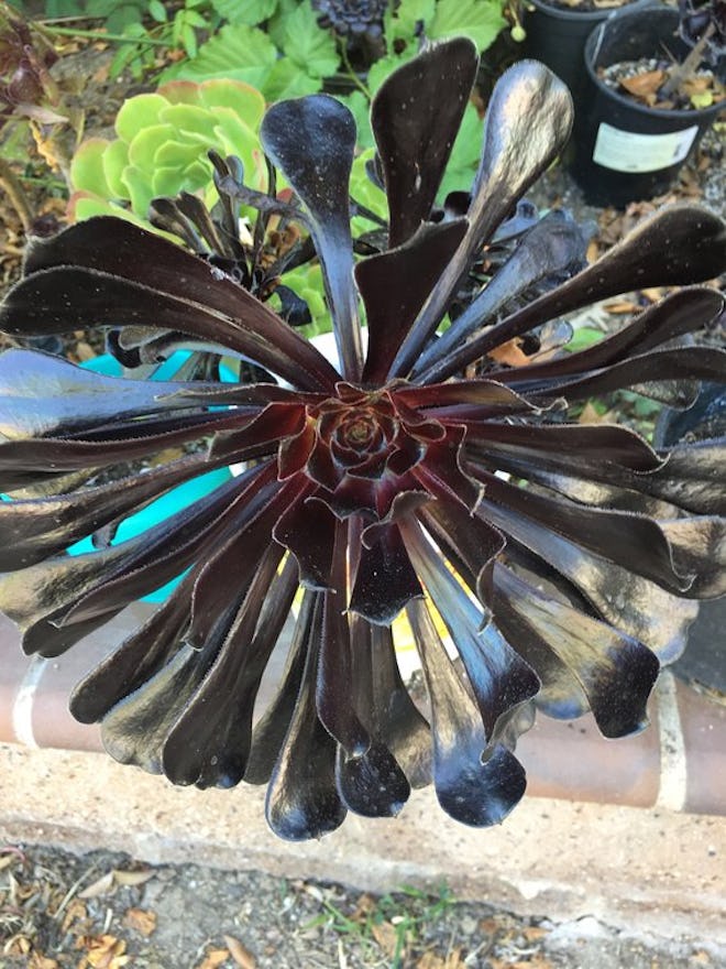 Black Aeonium 