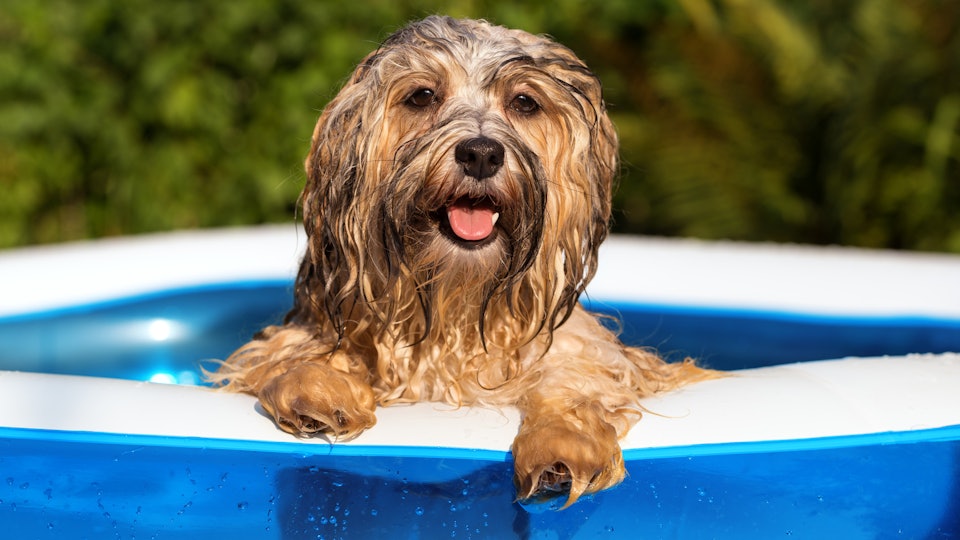 9 Hacks To Keep Dogs Cool In The Summer Because Some Days Are