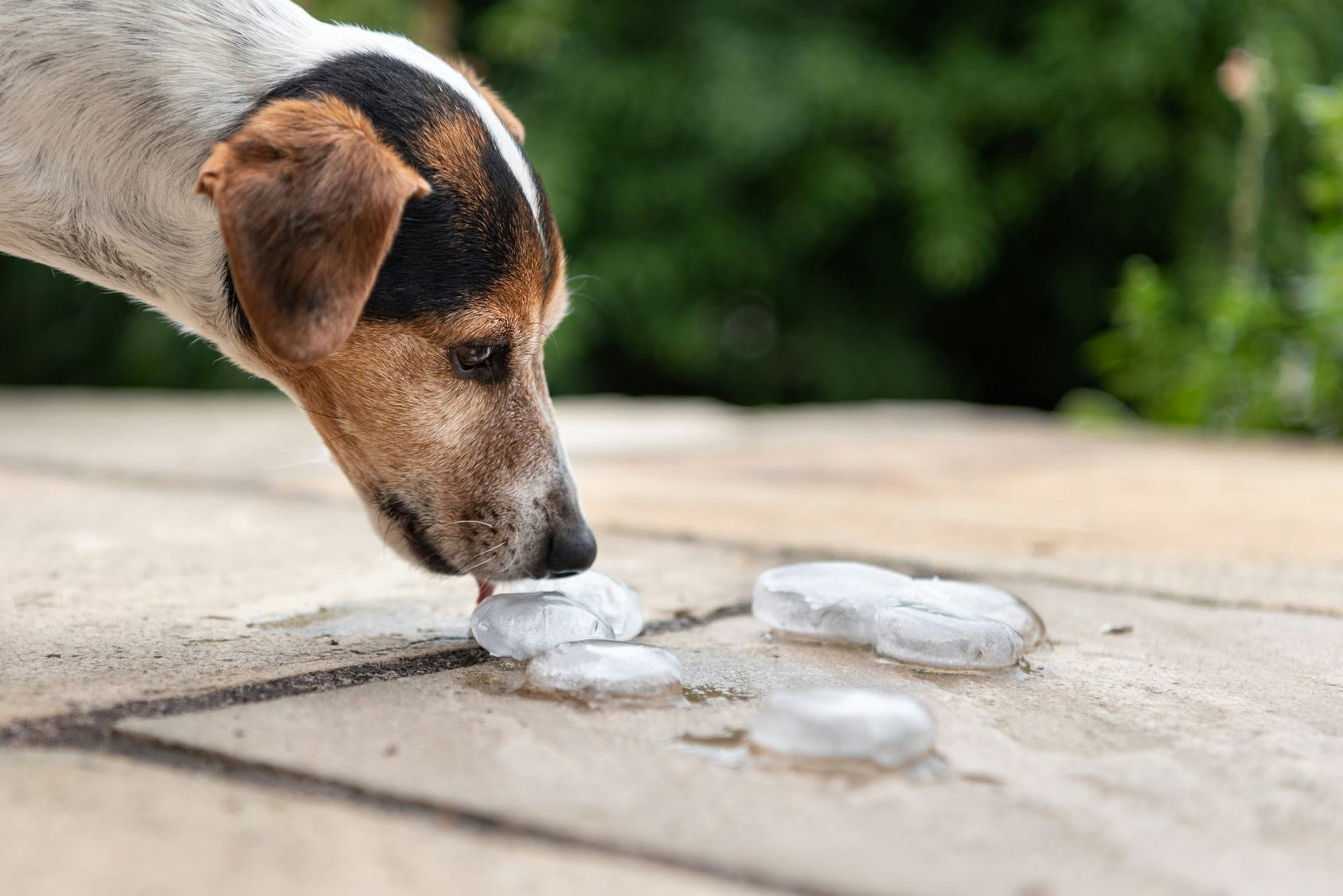7 Things You Should Never Do When Your Dog Is Overheated
