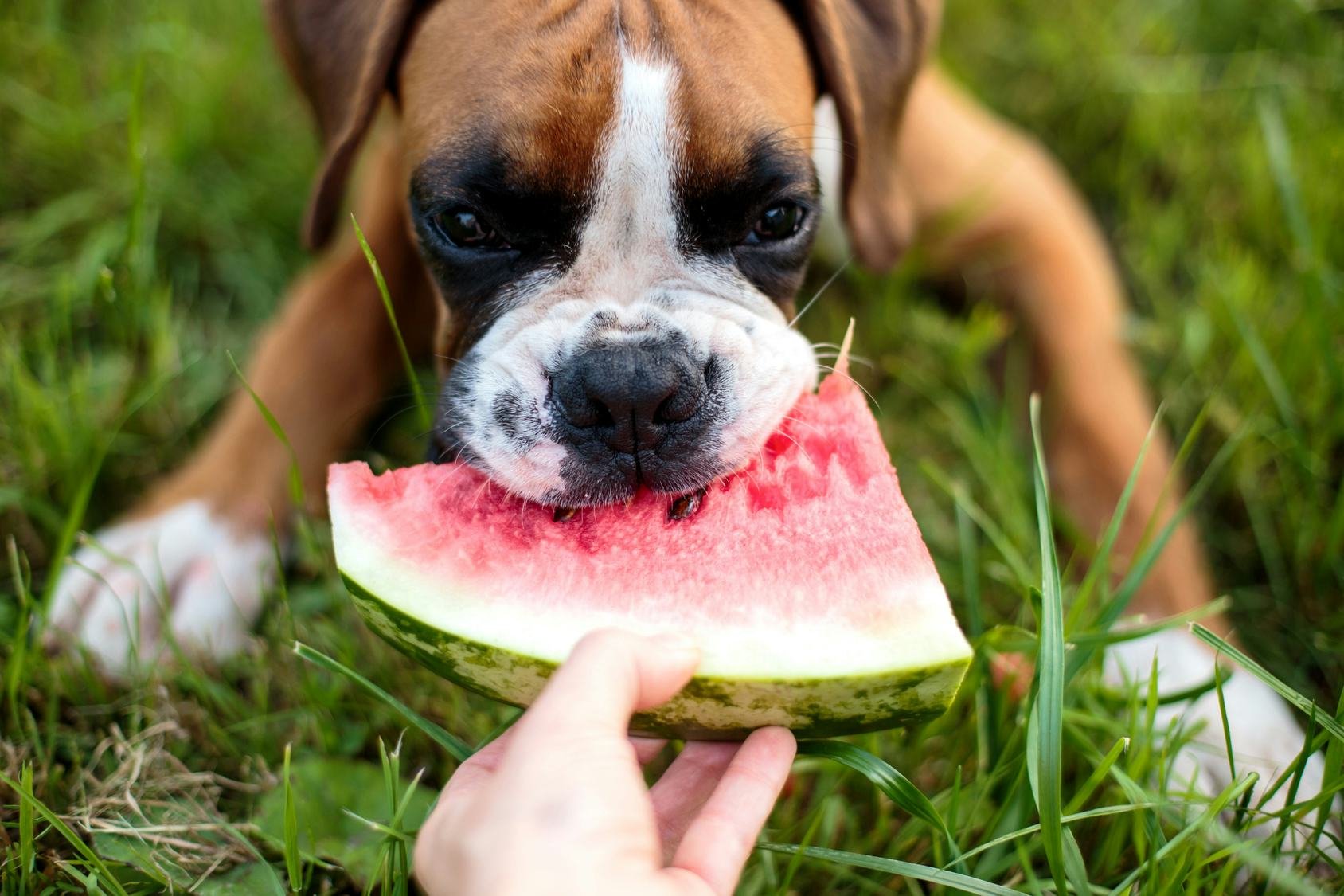 8 Fruits Dogs Can Eat (& 2 They Can't), Because They've ...