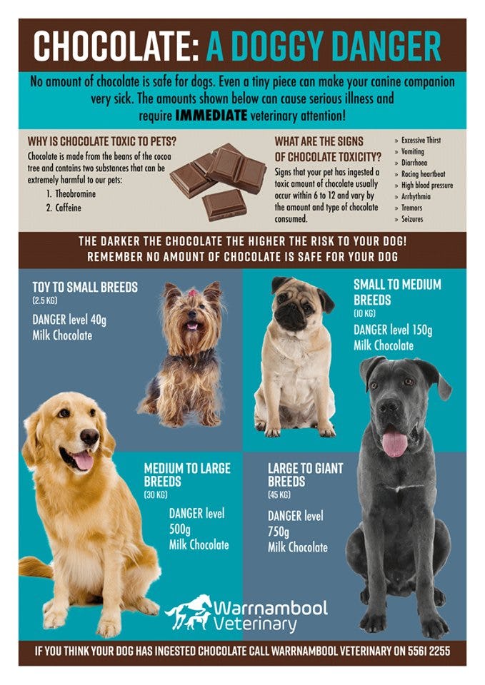 how to make your dog vomit after eating chocolate