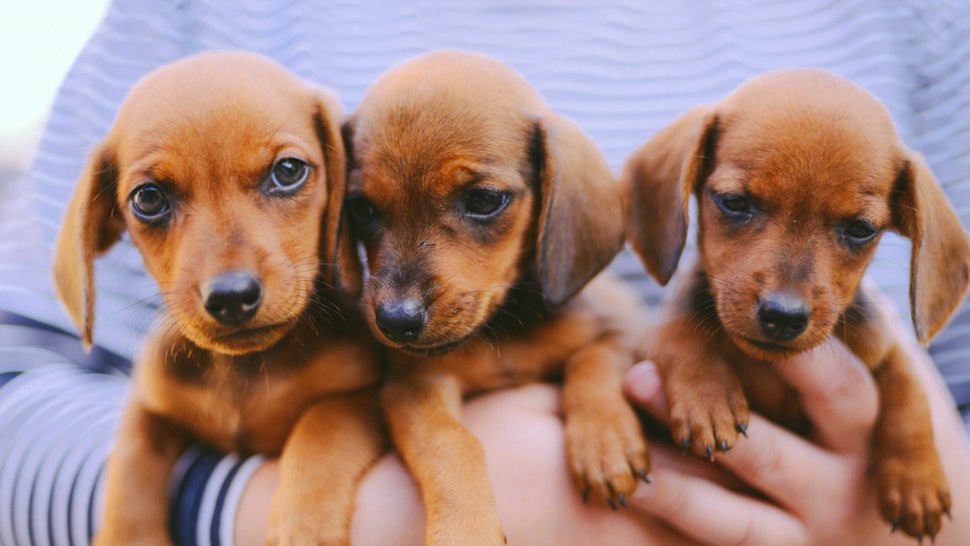 15 Funny Dog Memes For National Dog Day 2018 That Are Almost Too