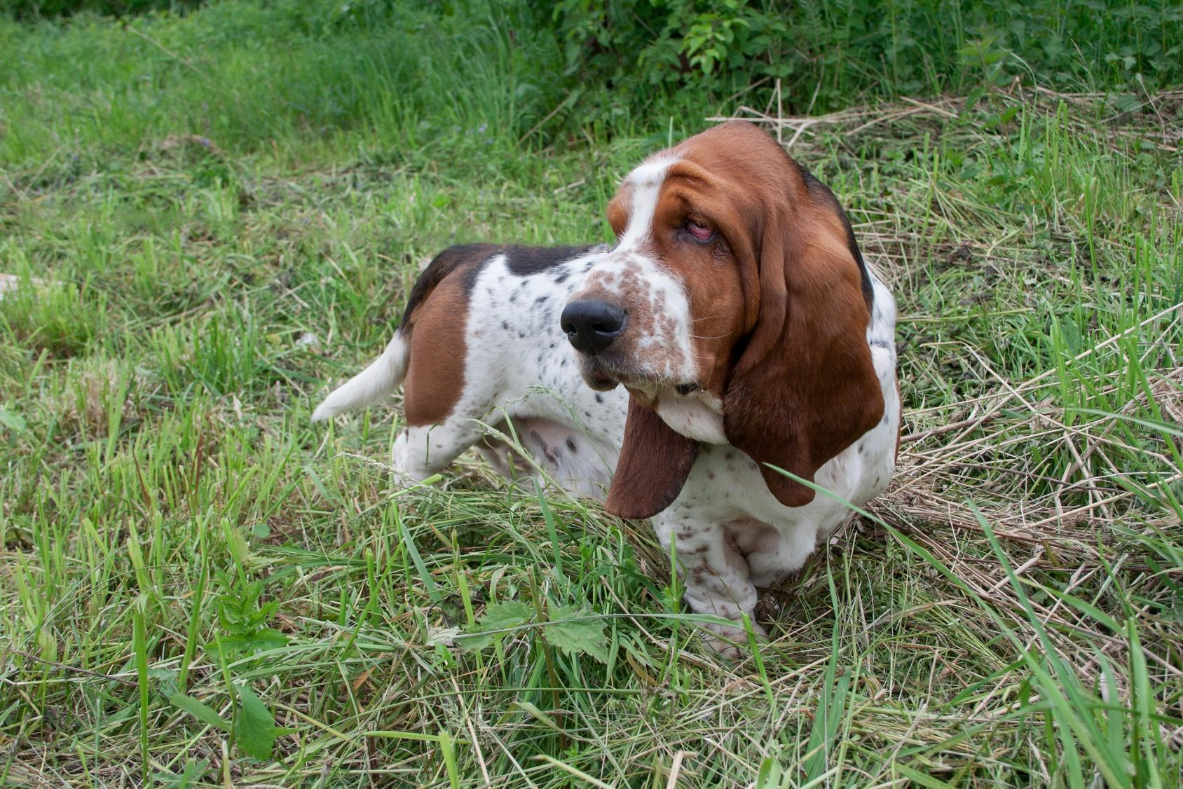 10 Calm Dog Breeds, Because You're Looking For A Chill Pet