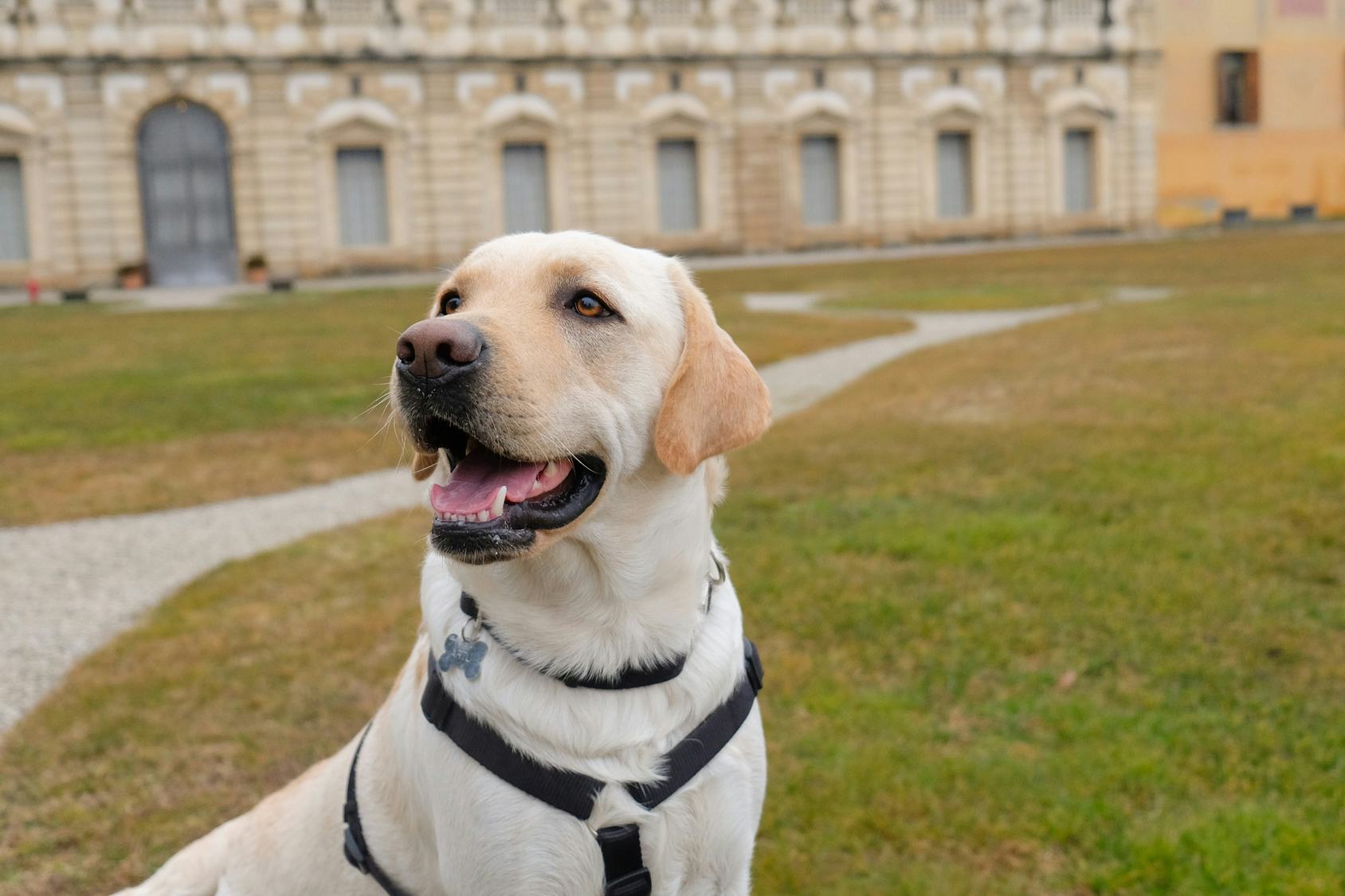 10 Calm Dog Breeds, Because You're Looking For A Chill Pet